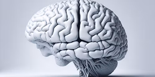 Neue Einblicke ins Gehirn