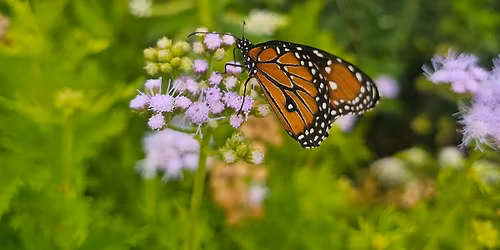 Master Gardeners at Waco Downtown Farmers Market: Bees and Butterflies
