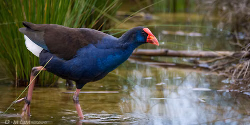 Wonderful Waterbirds
