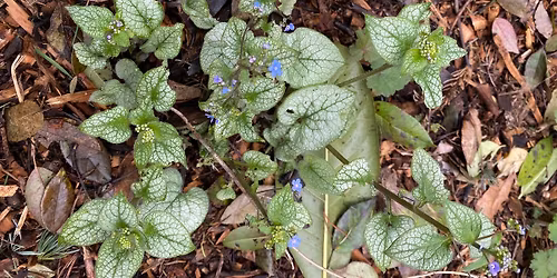 \u201cPropagation Tips\u201d with Master Gardener, Fred Wemer