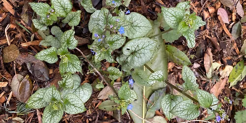 \u201cPropagation Tips\u201d with Master Gardener, Fred Wemer