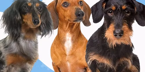 Dachshund Club - 2025-2026 Kickoff Meeting