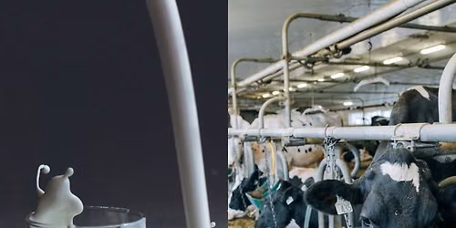 Documentaire D\u00e9bat : Qui se cache derri\u00e8re l\u2019industrie laiti\u00e8re ? \u2013 Cycle