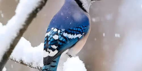 Grief Support Group - Bentonville