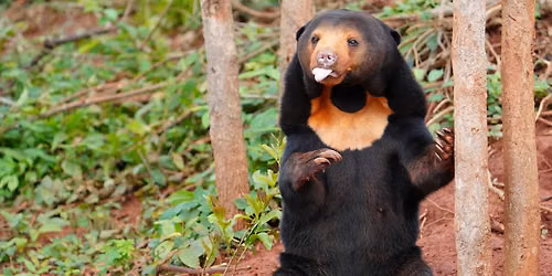 Animal bingo for bears!