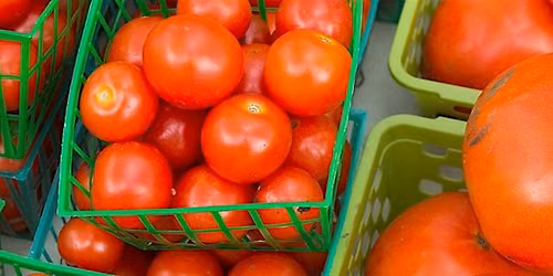 12-3-20206  How to Successfully Grow Tomatoes in Central Florida