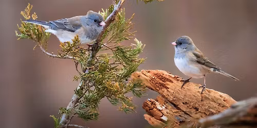Songbird Migration and Conservation with Sharon Audubon Center