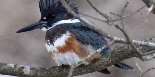 First Tuesday Birding Hike Series: Sac & Fox Trail 
