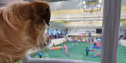 MEDIVID Agility \u00e9s ParAgilty Fesztiv\u00e1l, a harmicadik!