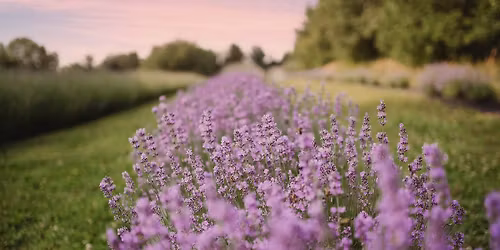 Lavender Harvest Days