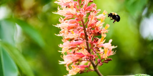 "Pesticide Impacts on Pollinators": In-Person Badger Talk in Oconomowoc, WI