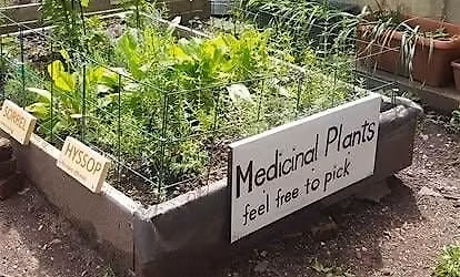 2026 Time's UP Earth Day Event: Medicinal Workshop