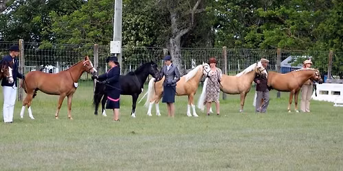 Taranaki Welsh Pony and Cob Group- Foal and Youngstock Show