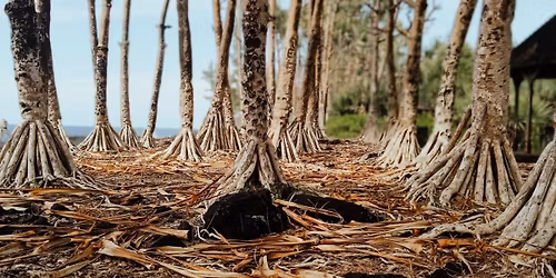 [PROJECTION] Interm\u00e8des Nature #7 - Initiatives locales pour la pr\u00e9servation de la biodiversit\u00e9