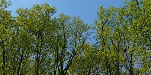 How to \u201cRead\u201d A Tree: An Artistic Approach to Tree ID