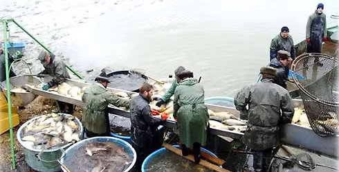 V\u00fdlov Polick\u00e9ho rybn\u00edka