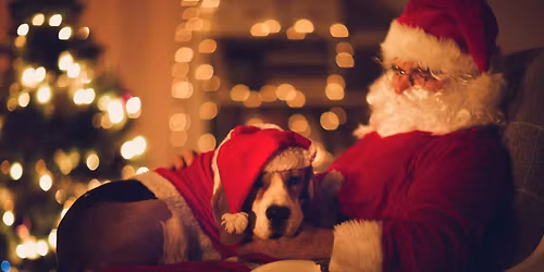 Description \ud83c\udf85\ud83d\udc3e Santa Claus is coming to The Downtown Dog! \ud83d\udc3e\ud83c\udf85