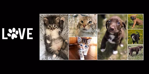 Adoption Event: BUNS OUT FOR RESCUES