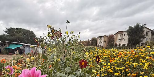 Volunteer on Petaluma Bounty's Community Farm