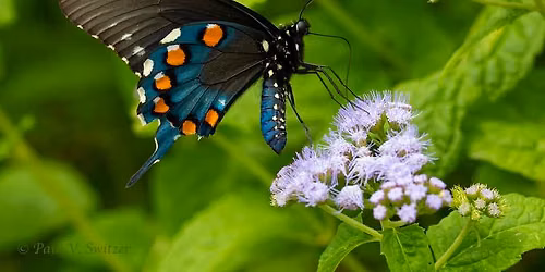 Gardening for Butterflies @ Urbana Free Library * Everyone Welcome*