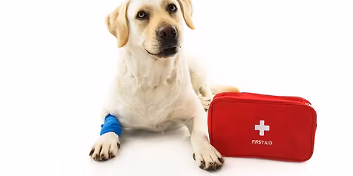 Formation aux Premiers Secours pour Chien et Chat \u00e0 RODEZ