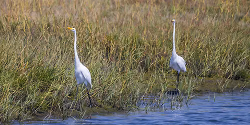 Los Cerritos Wetlands Authority 20th Anniversary Wetlands Discovery Day