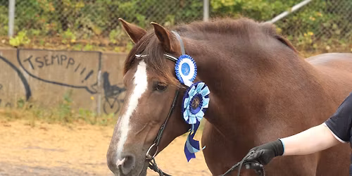 Suomenhevosten show-n\u00e4yttely Anjalassa