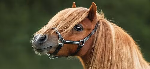 All Ages Trivia - The Farmyard Animal Edition!