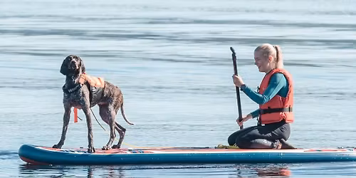 \ud83d\udc3e Sommeraktiviteter med hund \u2013 trygg trening og padleboard med Non-stop!