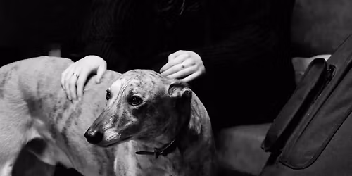 The Caterpillar Spies + Rowan & Friends + Sam Wilkinson