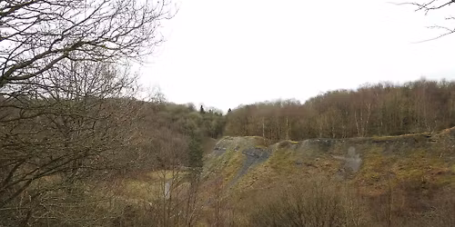 Come and See. A Winter walk through Saltwells Wood 10am Saturday 13th December