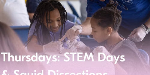 Summer at NBWM | Thursdays: STEM Days & Squid Dissections