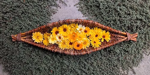 Willow Harvest Basket Weaving