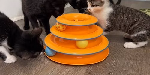 Kittenpalooza Adoption Event