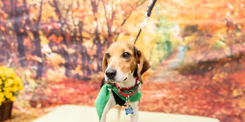 Triangle Beagle Rescue Adopt a thon at Rosecomb in Cary