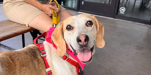 Triangle Beagle Rescue Adopt a thon at Rosecomb in Cary