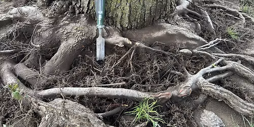 Root of the Problem: Understanding Tree Decline