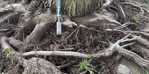 Root of the Problem: Understanding Tree Decline