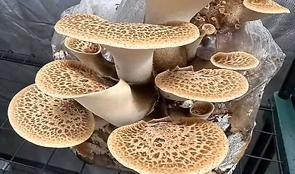 Mushroom Talk, Tasting & Growing Workshop