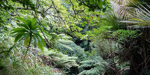 Botanical Surprises - Guided Walk