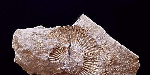 Fossils, Fossils, Everywhere