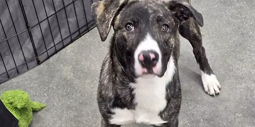 Meet and Greet 1843 Marketplace Dr SE, Caledonia, MI 49316