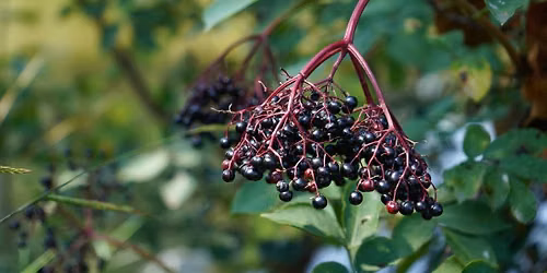 Ozark Elderberry: From Berry to Bottle at Finley Farms