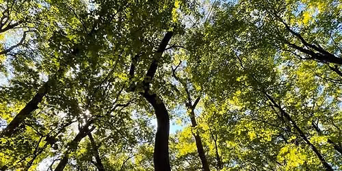 Forest Bathing in Long Lake