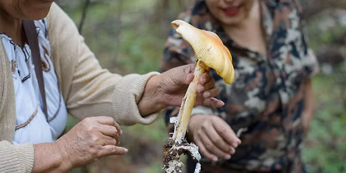 Mushroom Foray