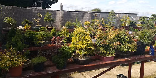 Bonsai Beginner's Workshop