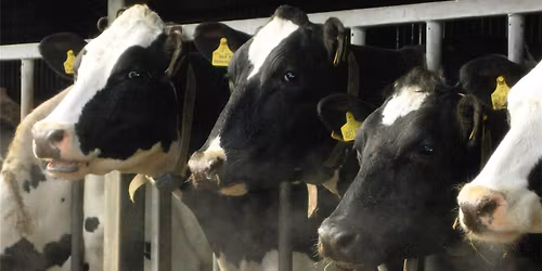 Optimising Ruminant Nutrition - A farmer event with Humber CSF