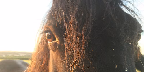 Equine Wellbeing Workshop