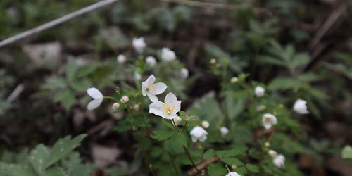 iNaturalist & Community Science