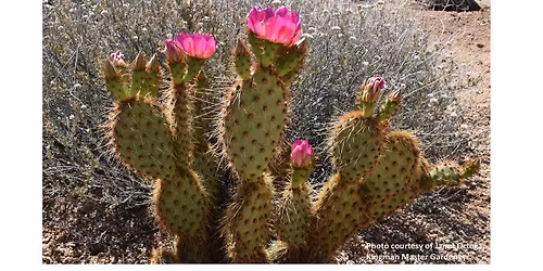 Home Garden Day Lake Havasu City Library